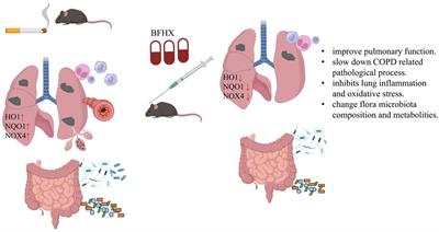 Bufei Huoxue capsule attenuates COPD-related inflammation and regulates intestinal microflora, metabolites